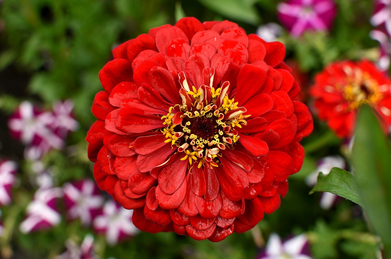 red  flower  macro free photo