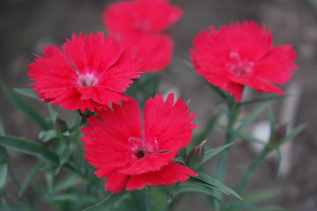 red  flower  garden free photo