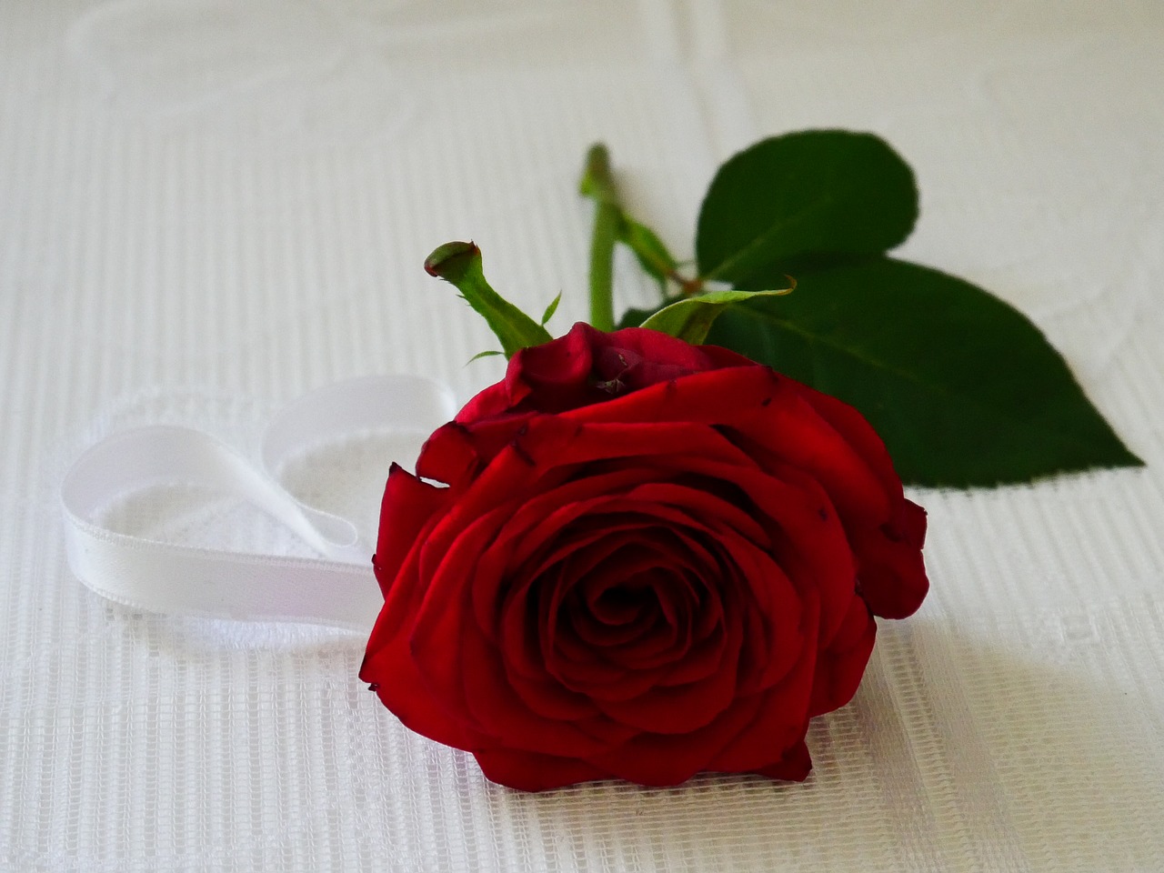 red  rose  heart free photo