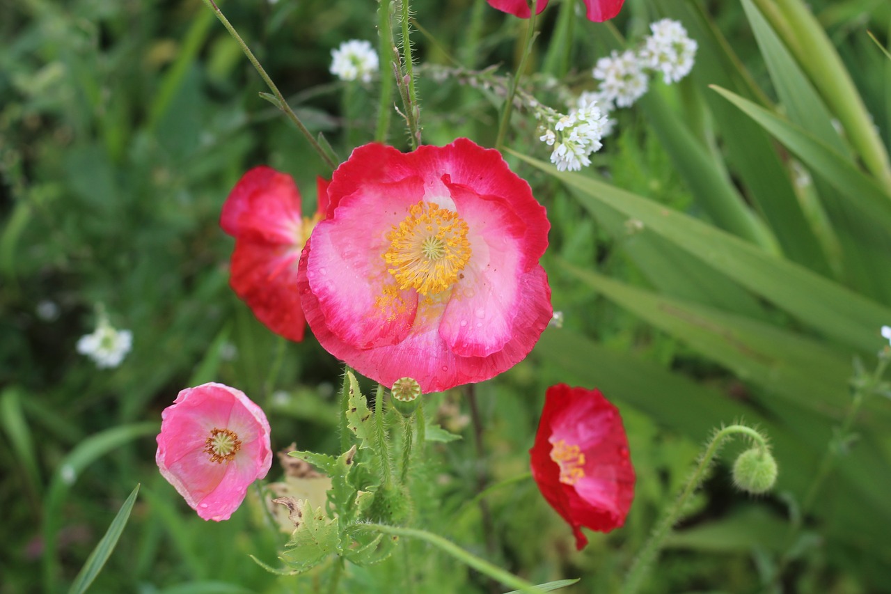 red  poppy  flower free photo