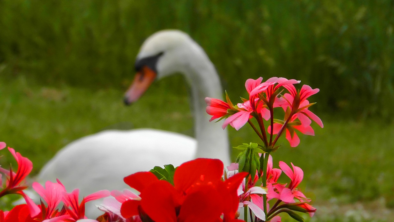 red blossom bloom free photo