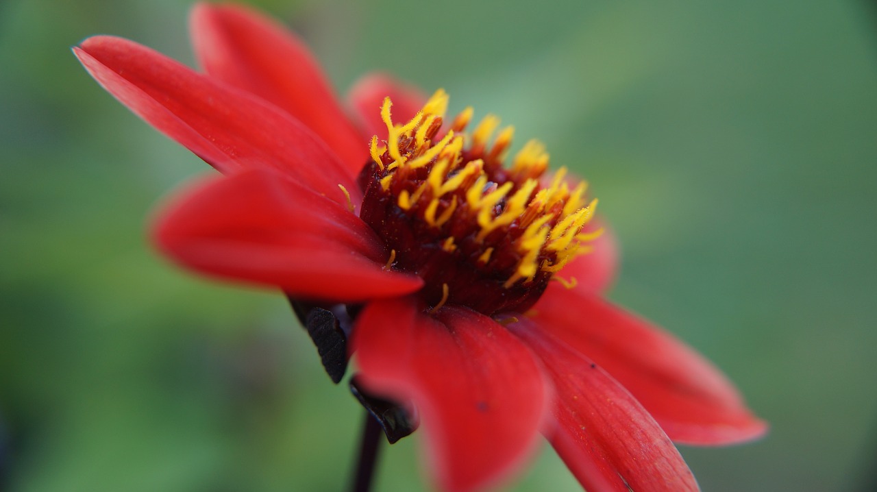 red  flower  macro free photo