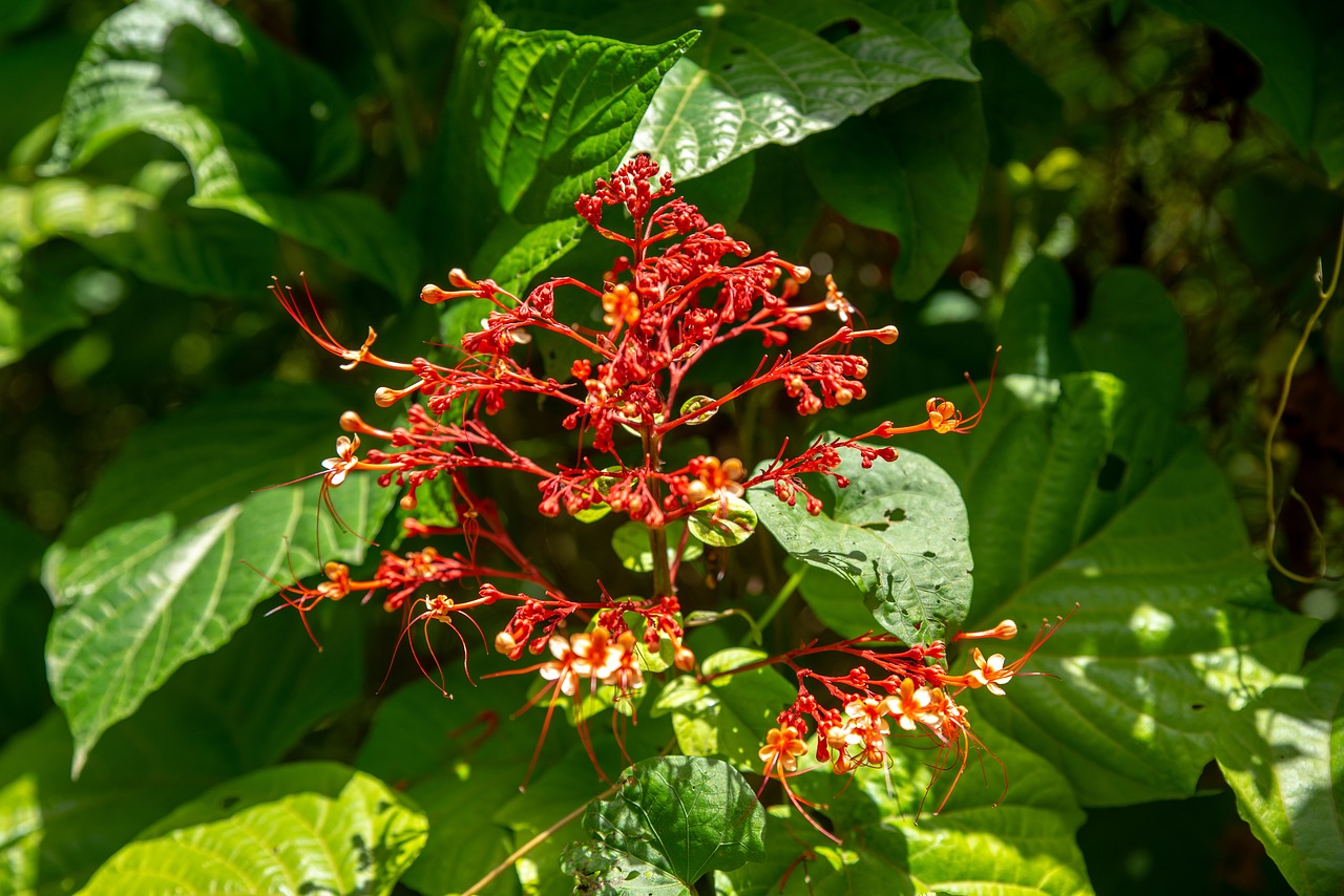 red  nature  wild free photo