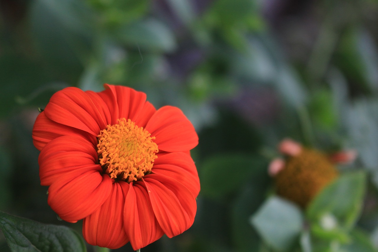 red  flower  nature free photo