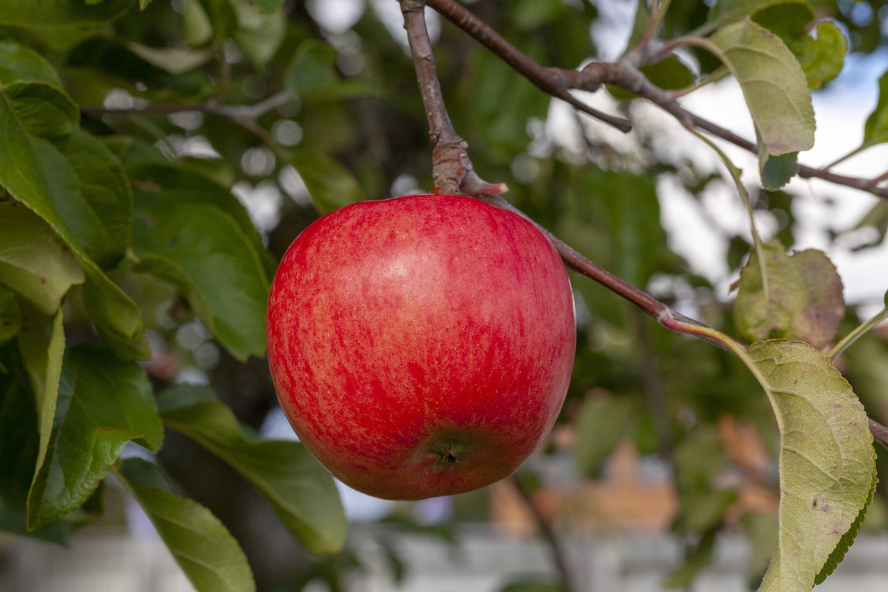 red  apple  fruit free photo