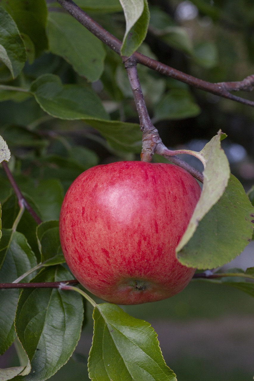 red  apple  fruit free photo