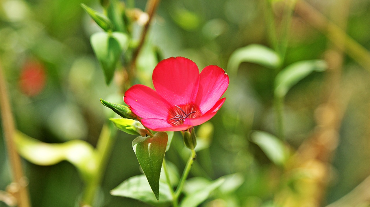 red  flower  macro free photo