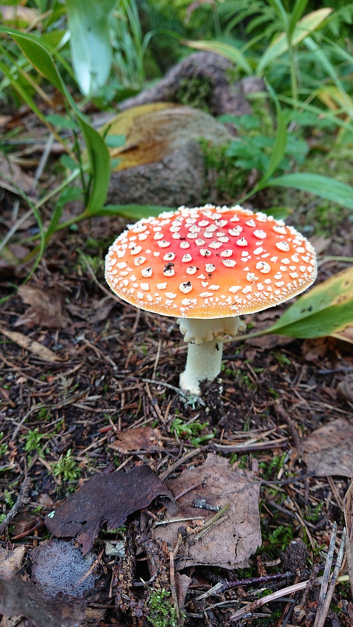 red  fly agaric  agaric free photo