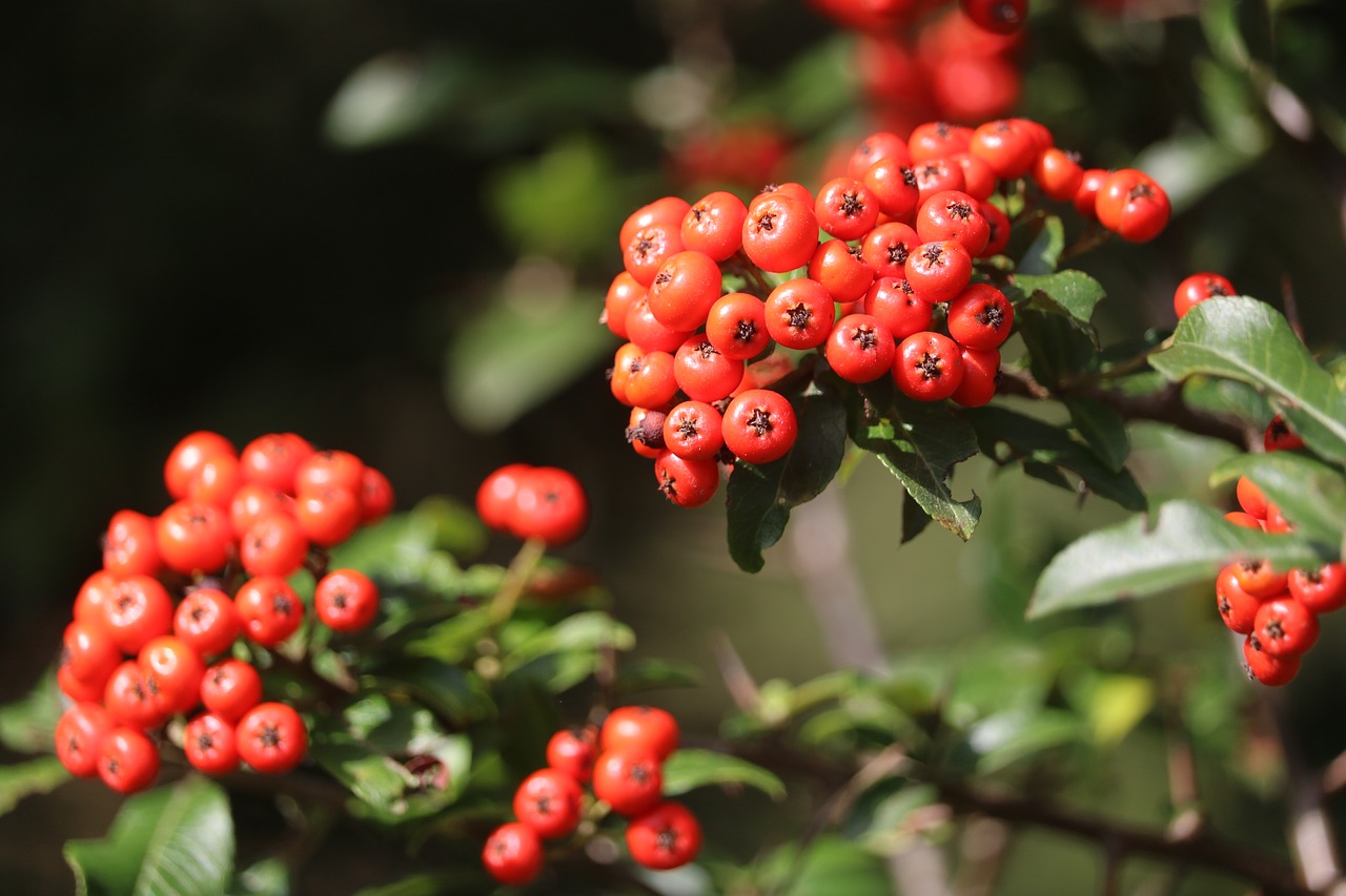 red  fruit  hawthorn free photo