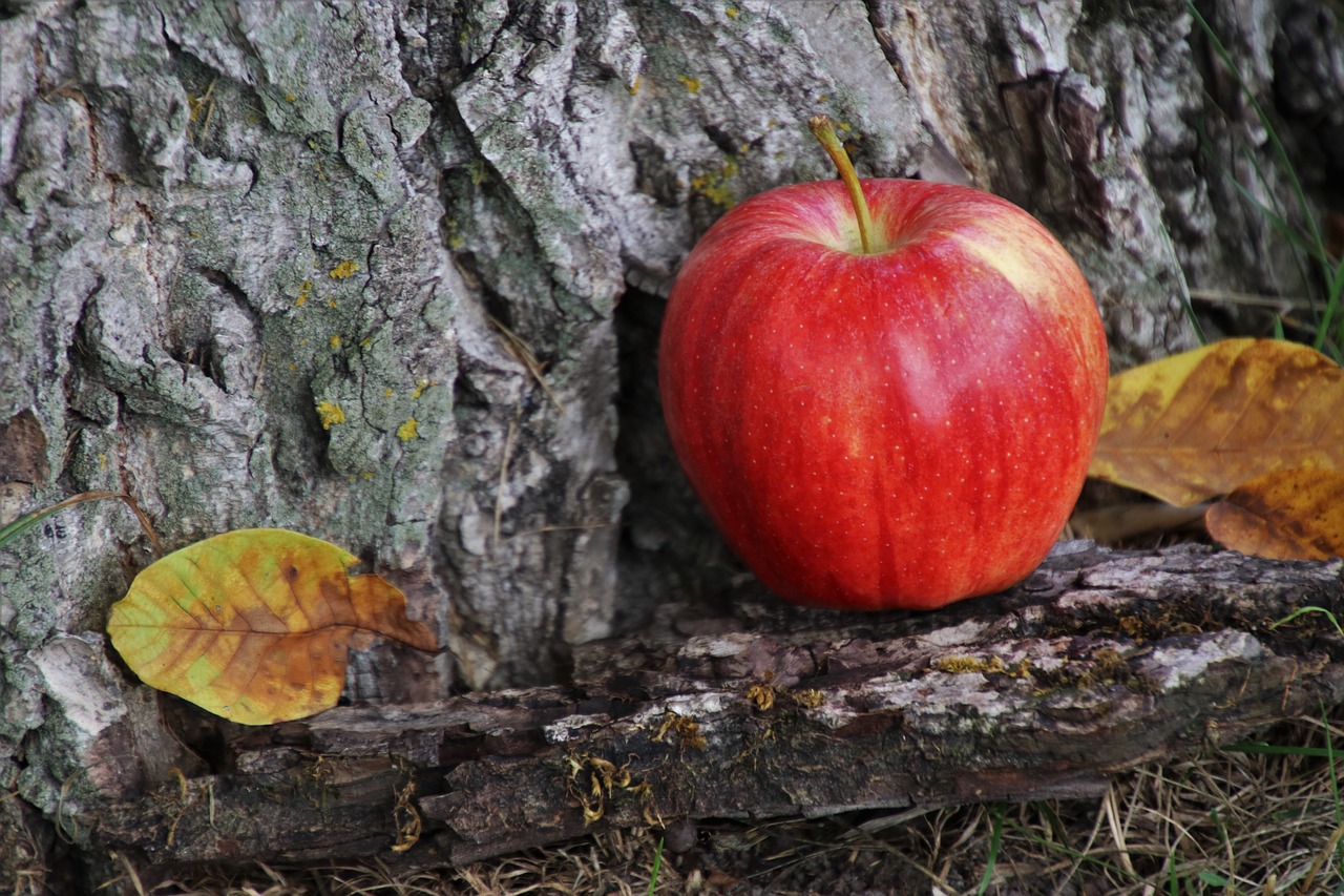 red  apple  bio free photo