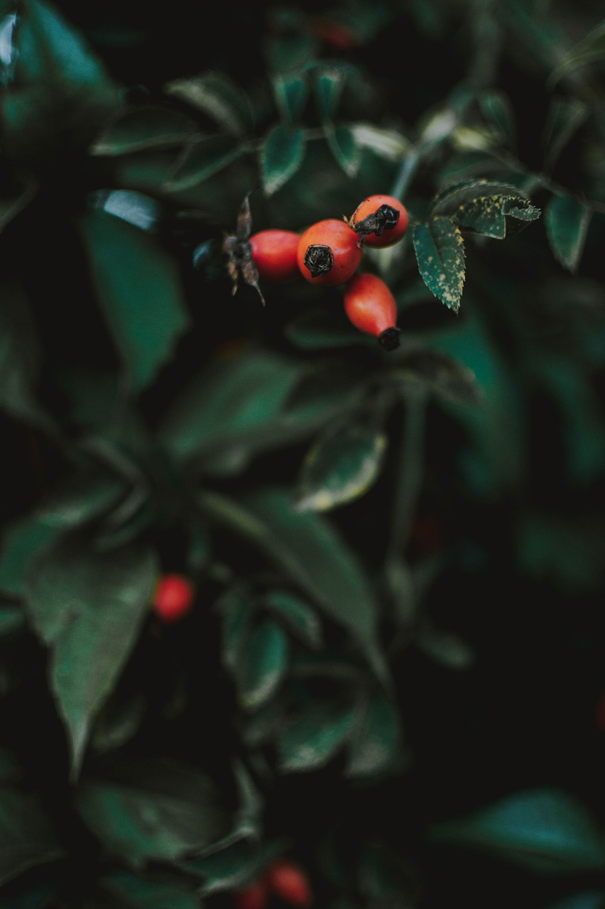 red  berries  nature free photo