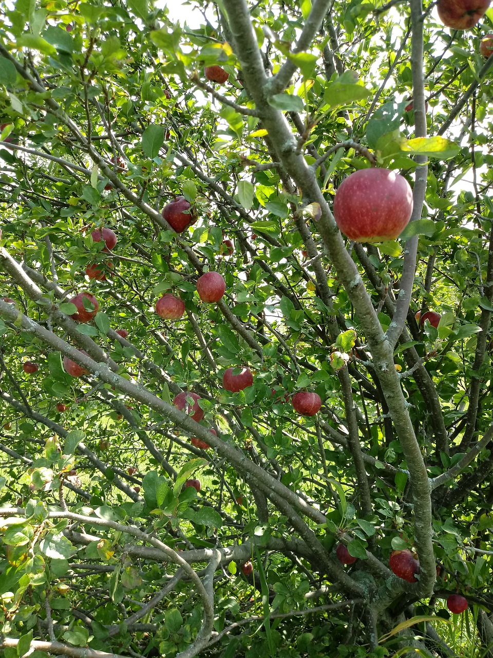 red  delicious  apples free photo