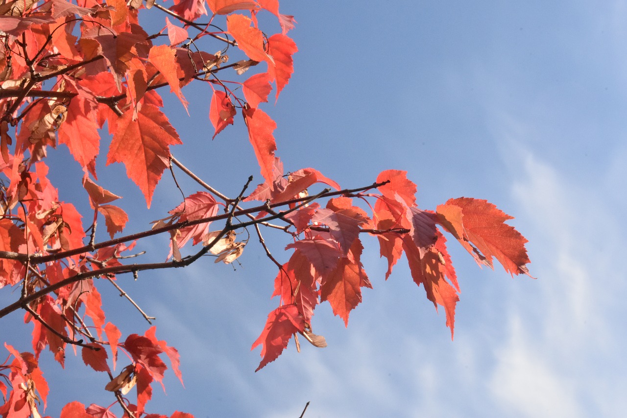 red  maple  autumn free photo