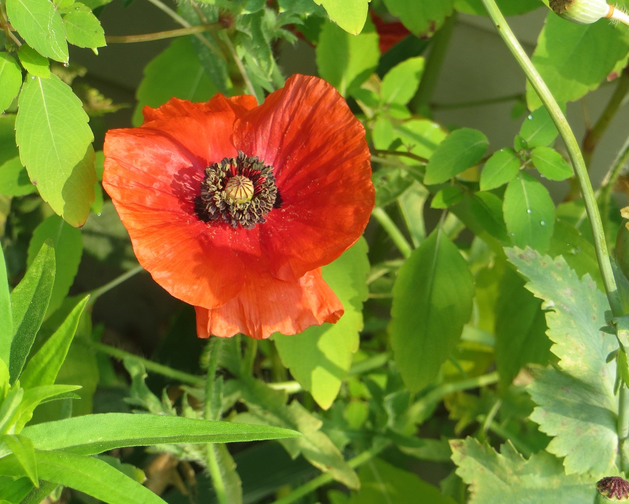 red  poppy  flower free photo