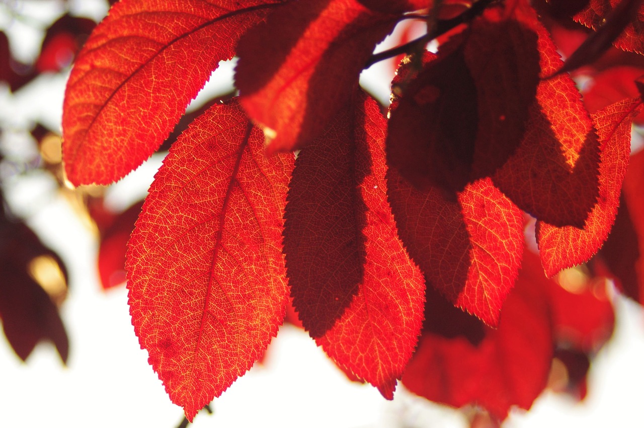 red  leaf  autumn free photo