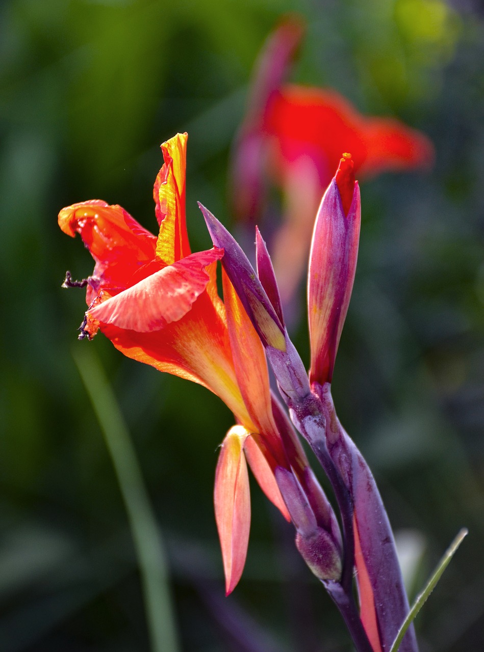 red  flower  close up free photo