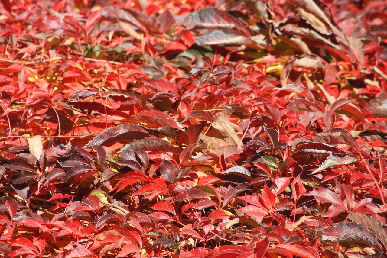 red  leaves  autumn free photo