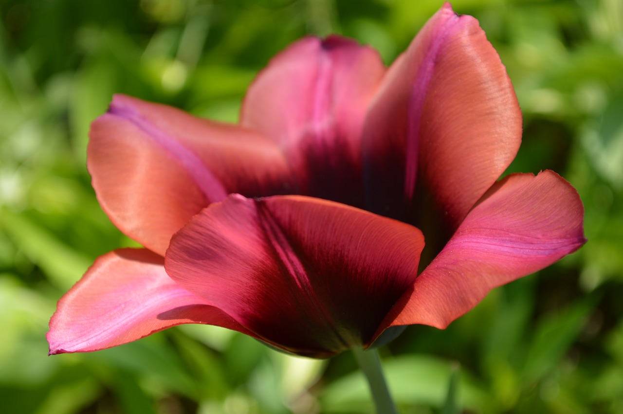 red  tulip  bicolor tulip free photo