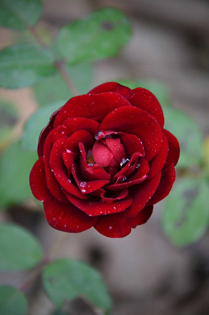 red  rose  love free photo