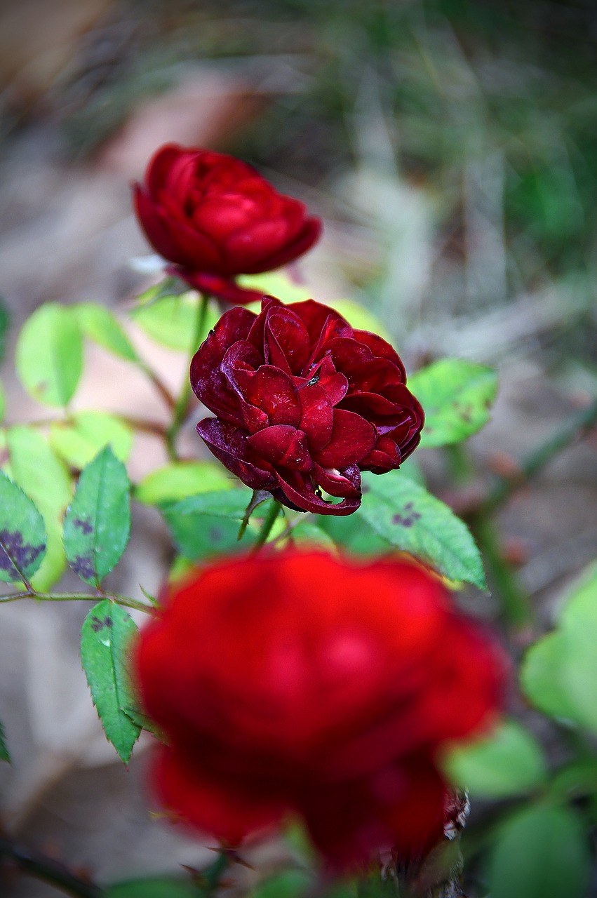 red  rose  love free photo