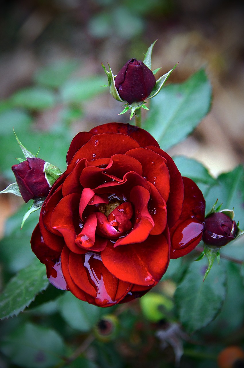 red  rose  love free photo