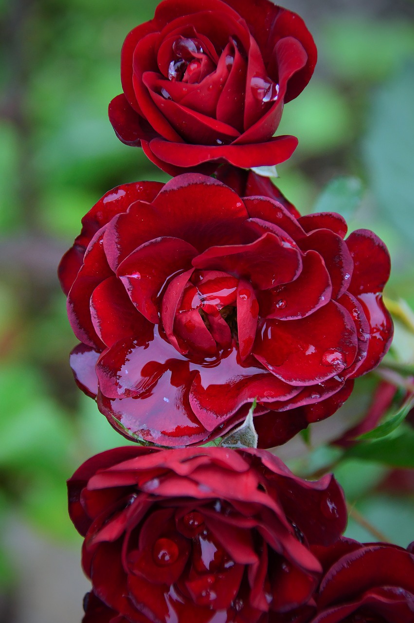 red  rose  love free photo