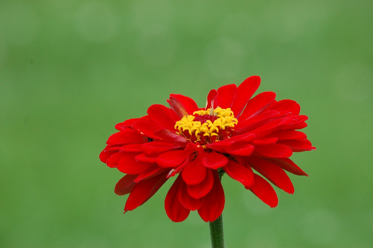 red  flower  bloom free photo