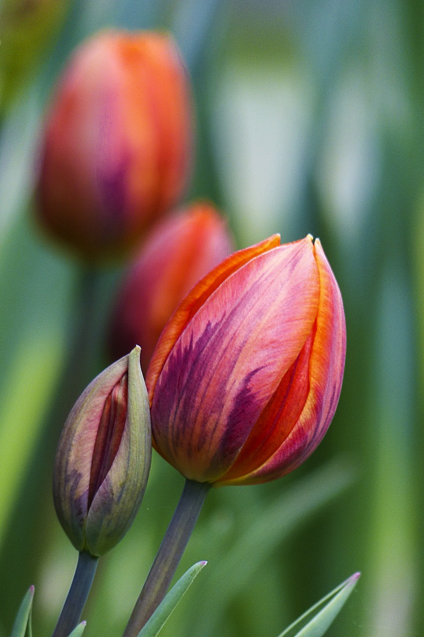 red tulip flower free photo