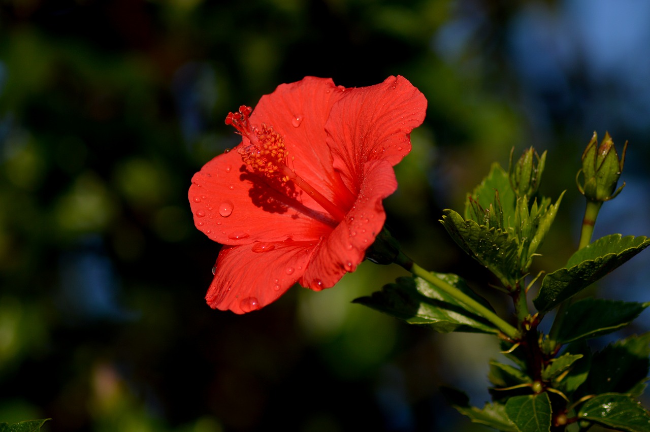 red  flower  bloom free photo