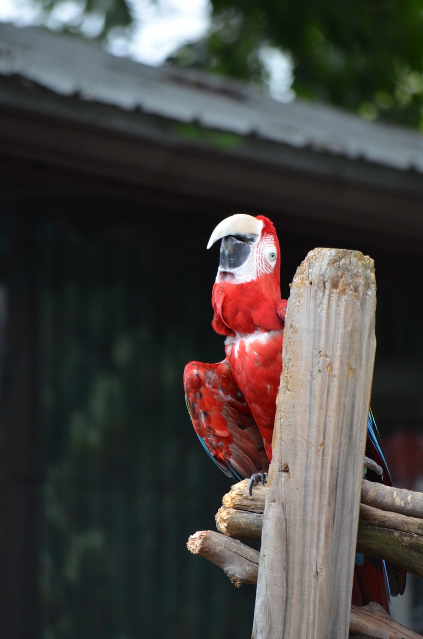 red  macaw  parrot free photo