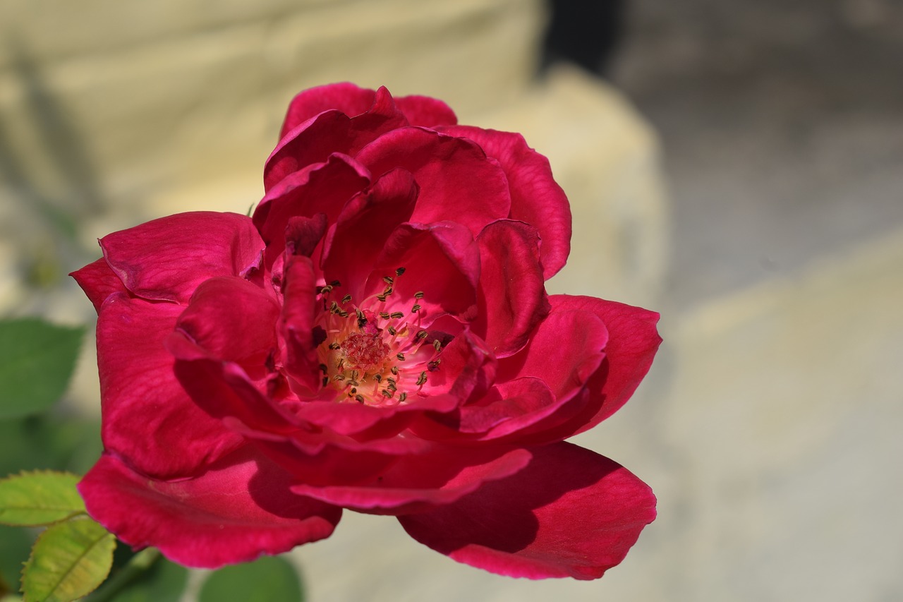 red  rose  flower free photo