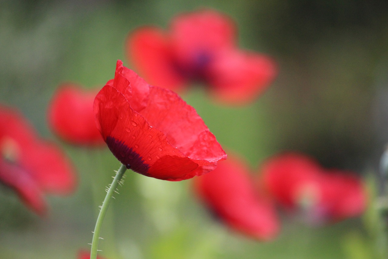 red  poppy  spring free photo