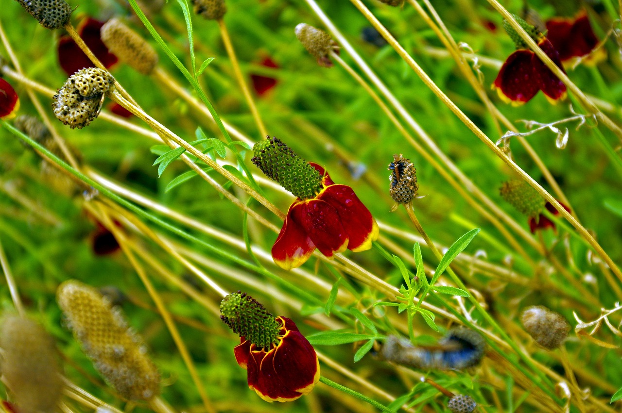 red  rudbeckia  bloom free photo