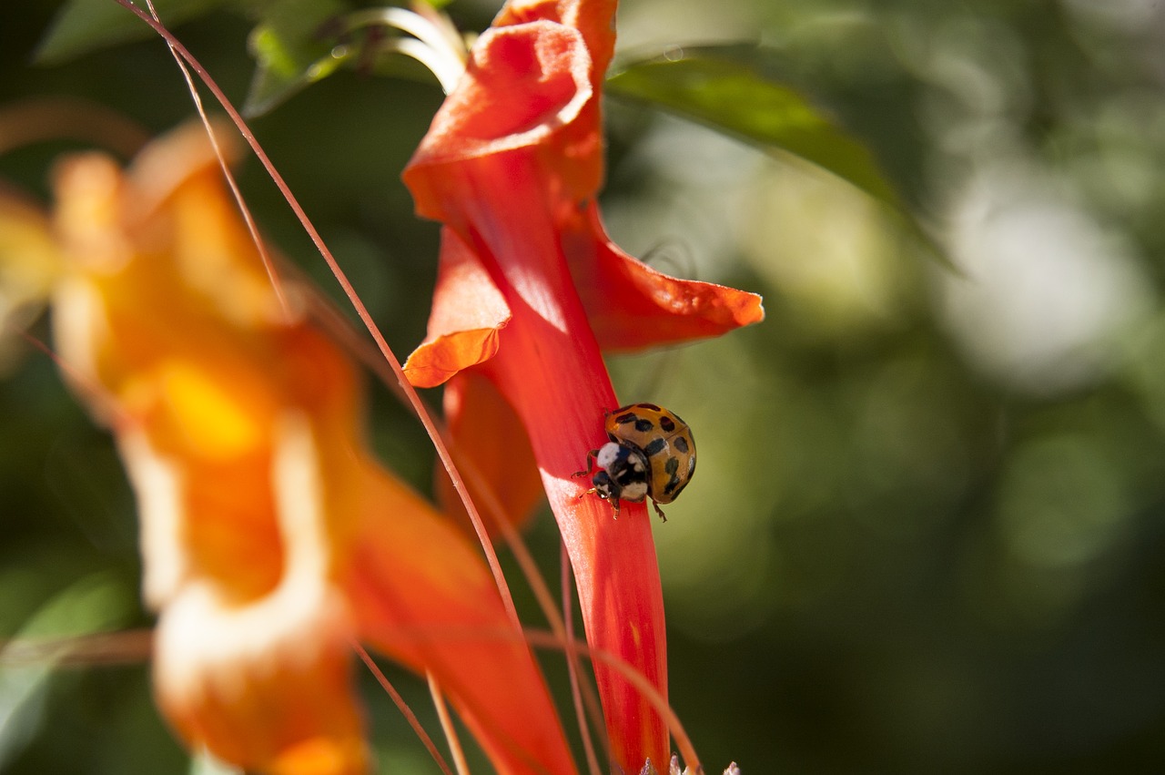 red  orange  nature free photo