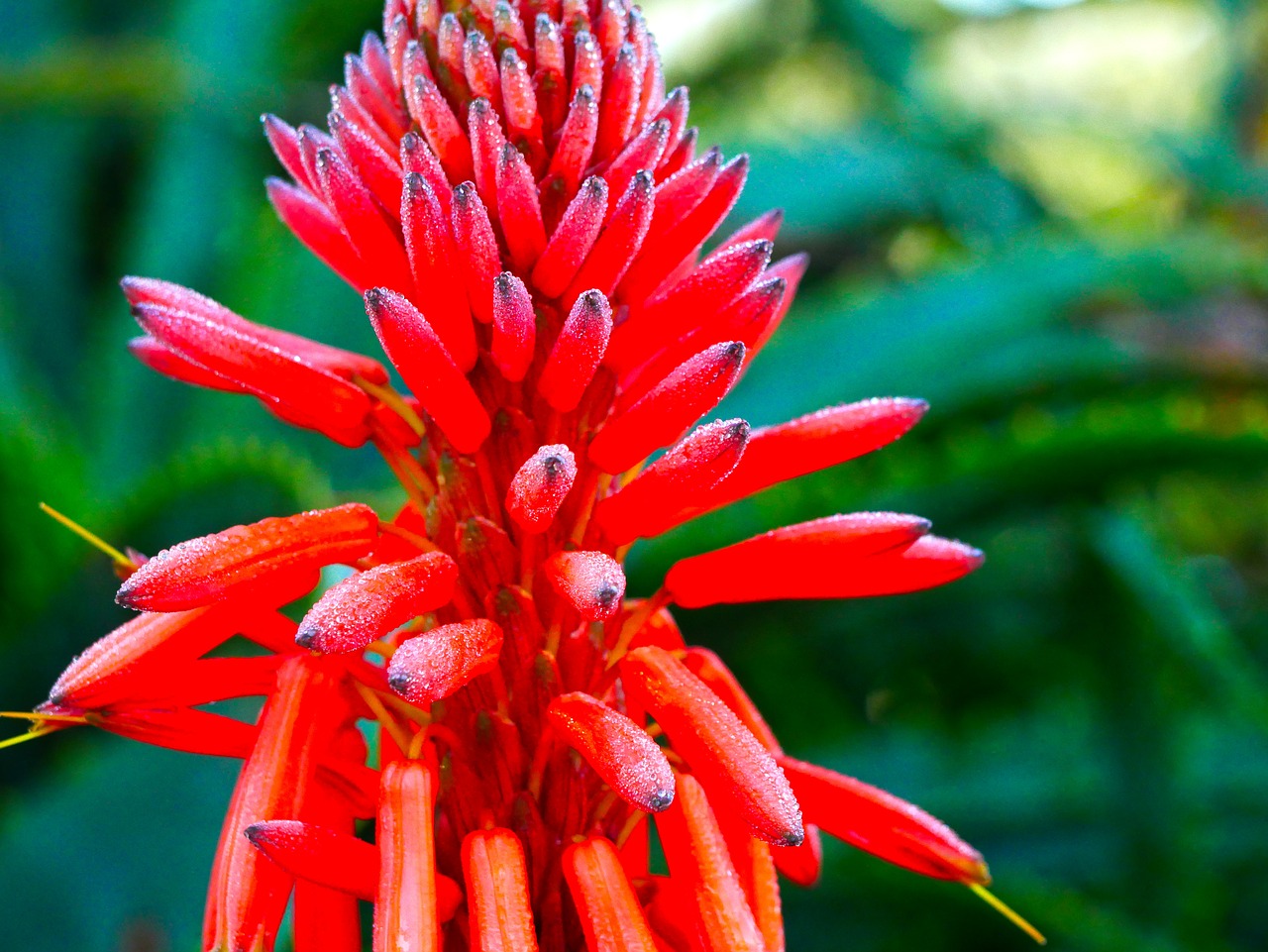 red  nature  blossom free photo