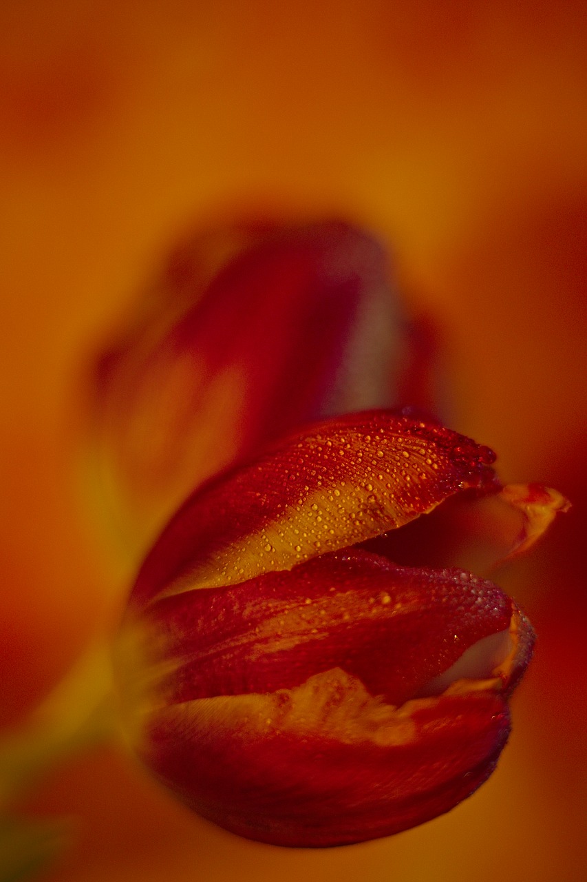 red  orange  tulips free photo