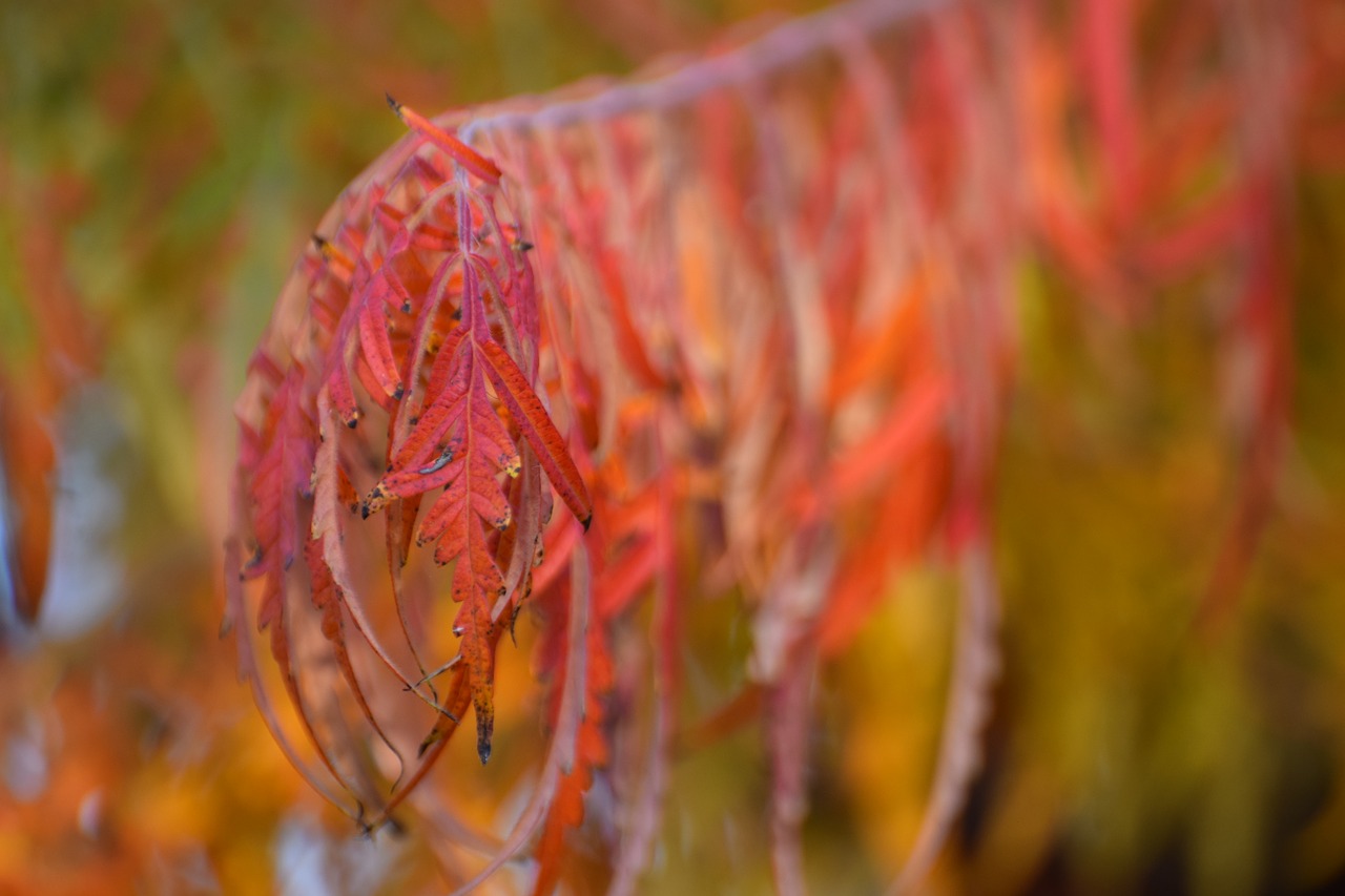 red  foliage  autumn free photo