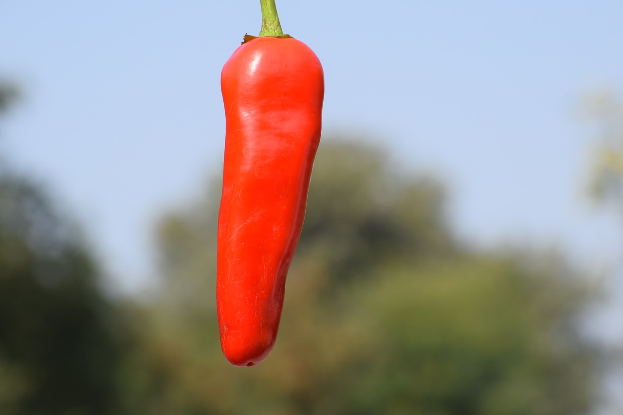 red  chili  fresh free photo