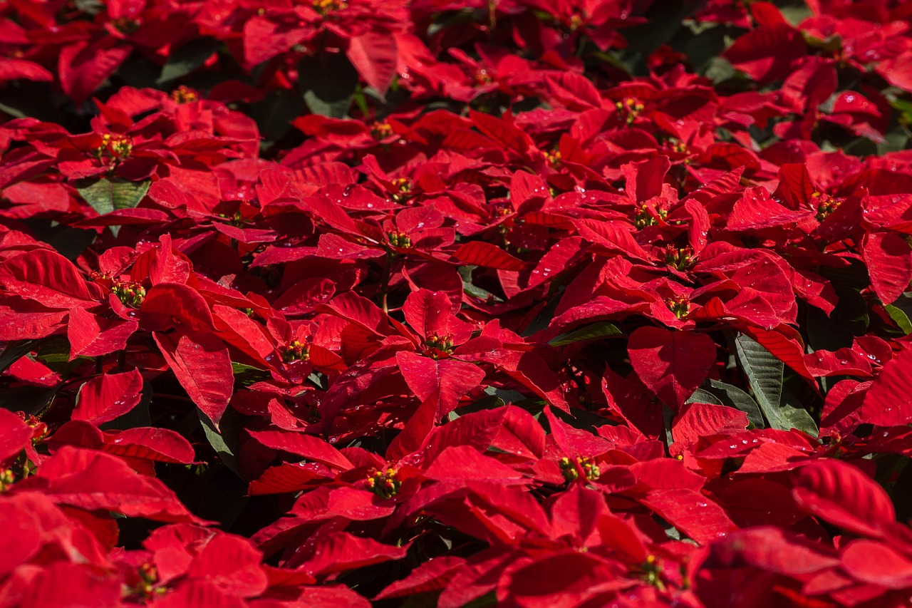 red  autumn leaves  nature free photo