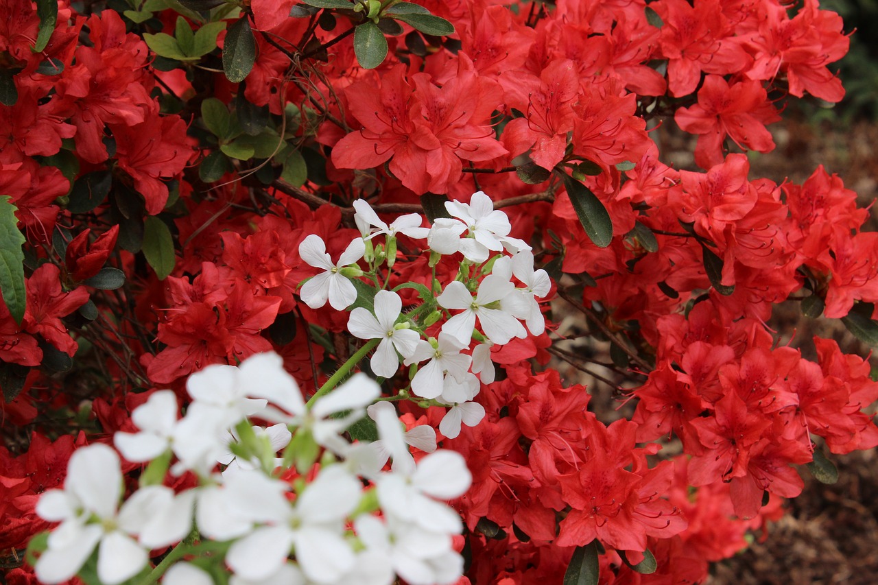 red  white  azalea free photo