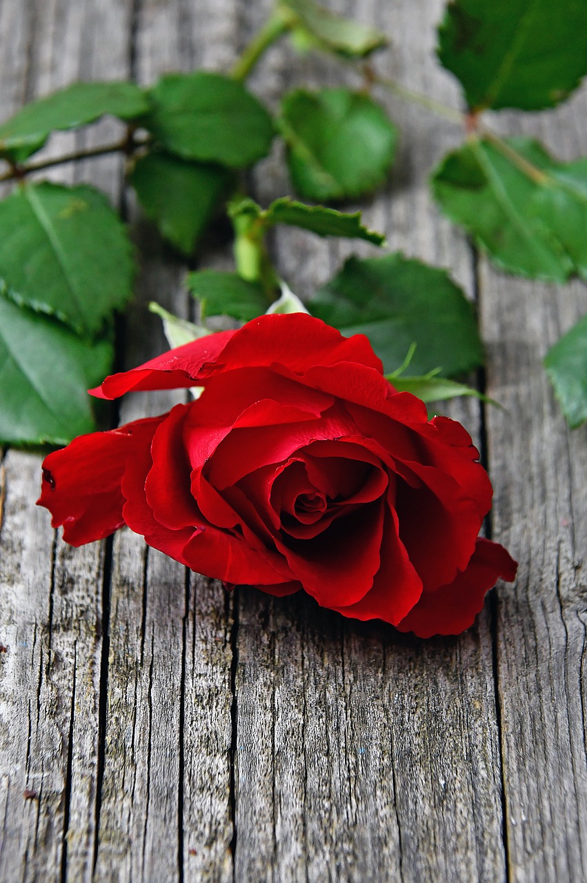 red  red rose  love free photo