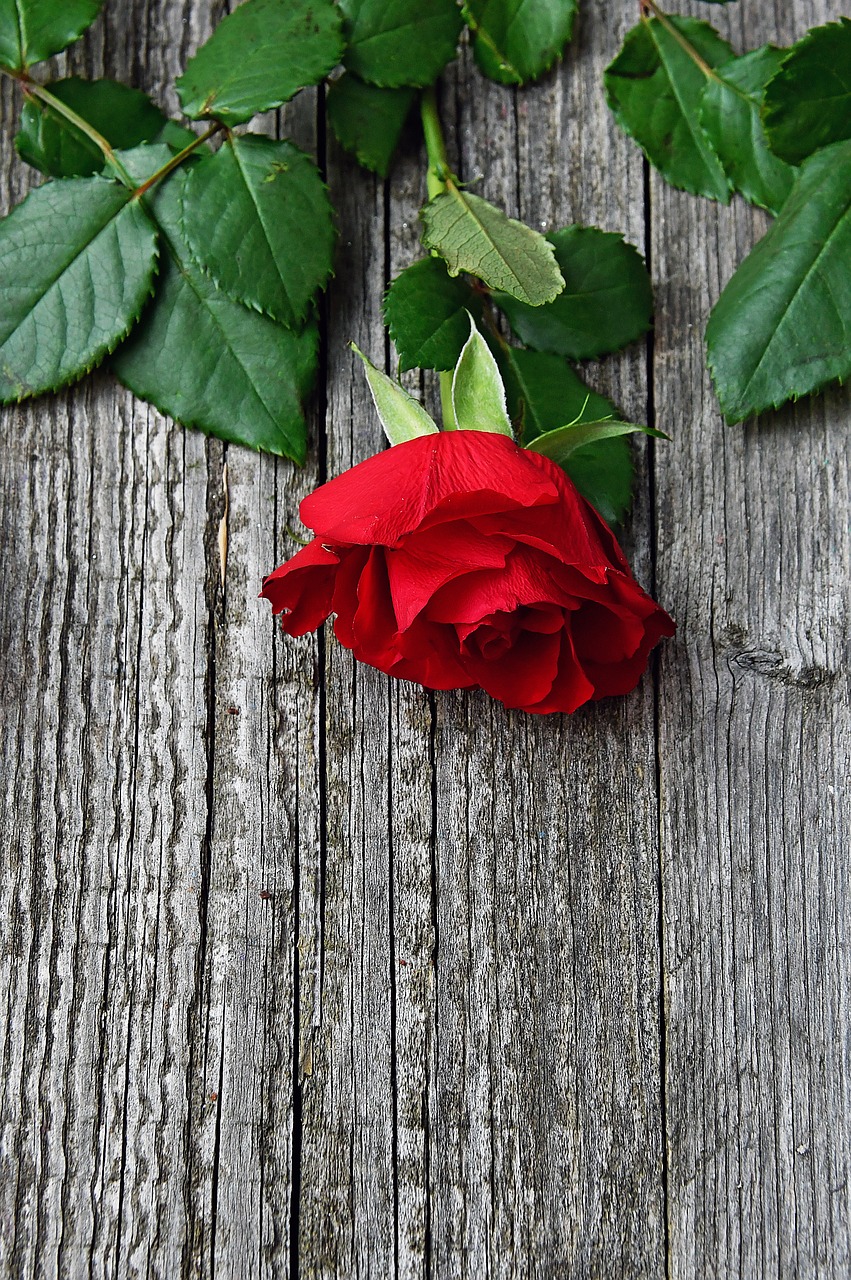 red  red rose  love free photo