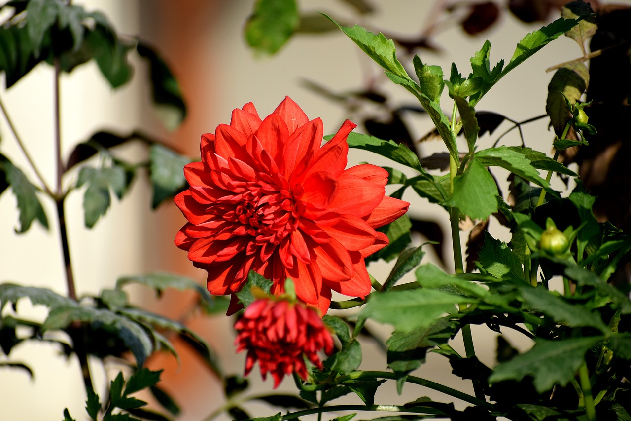 red  flower  nature free photo