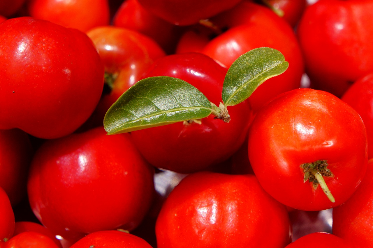 red  green  acerola free photo