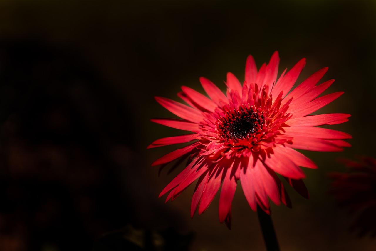 red  daisy  flower free photo