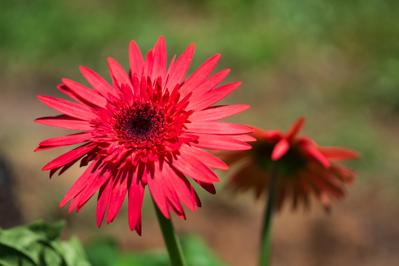 red  daisy  flower free photo