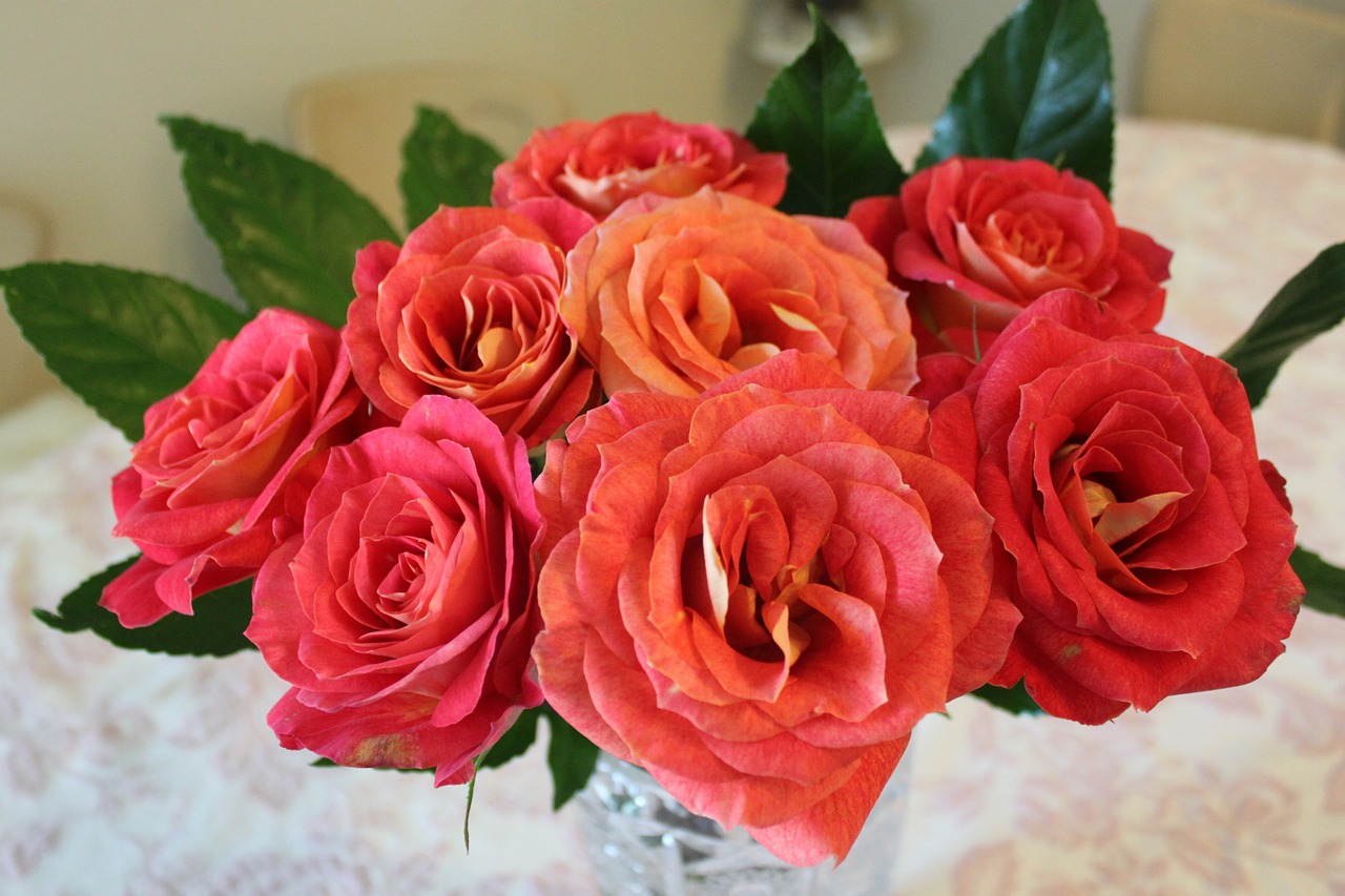 red roses fresh free photo