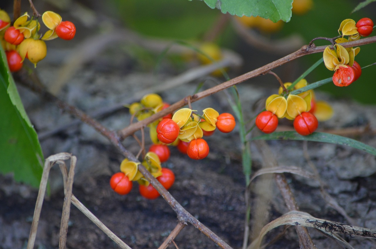 red  berries  nature free photo