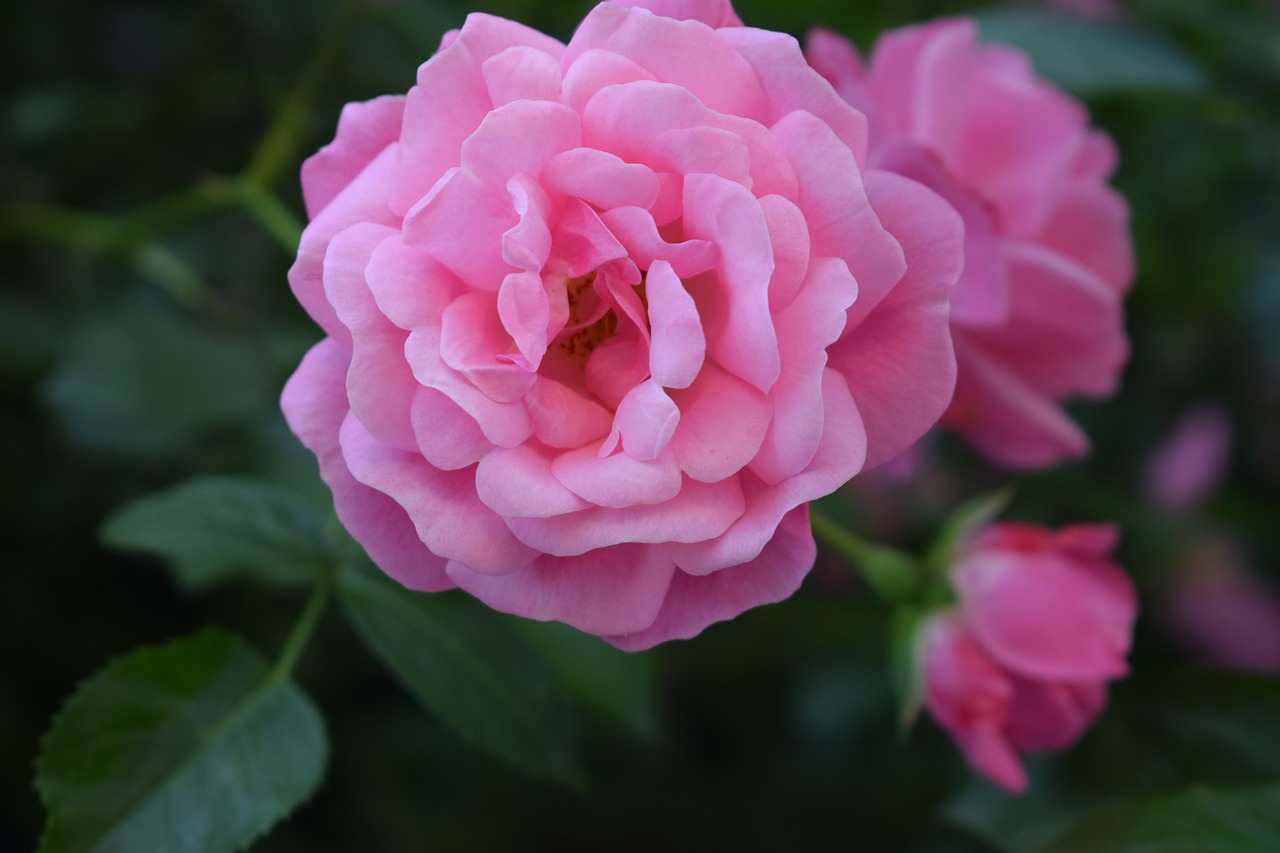 red  rose  flower free photo