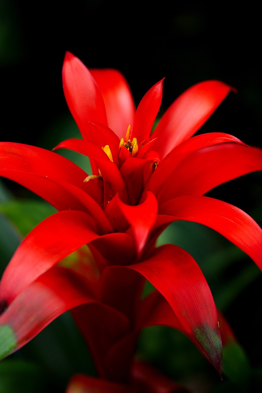 red  flower  nature free photo